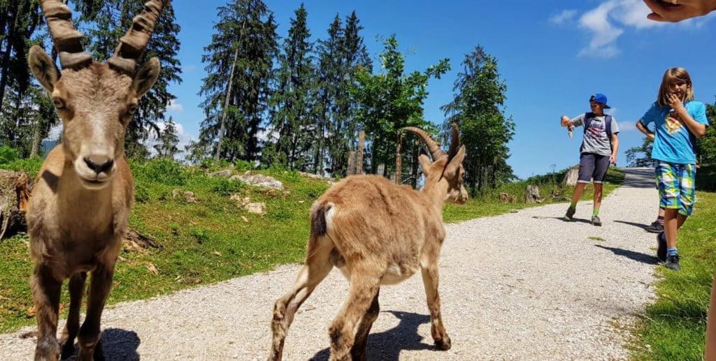 Apartment Wild - Im Skigebiet Gerlitzen & Ossiacher See بودينسدورف المظهر الخارجي الصورة